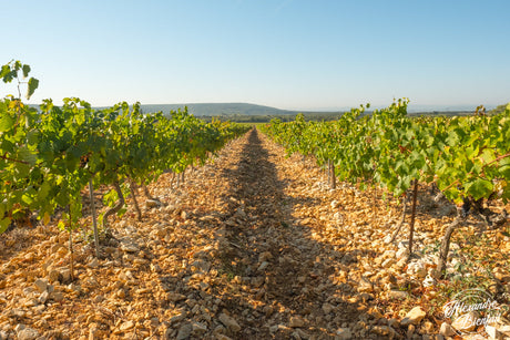 Die Côtes du Rhône