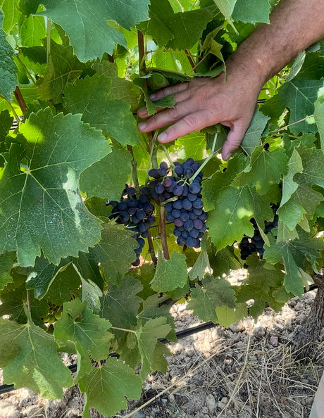 WEINLESE - Sie sind angekommen!
