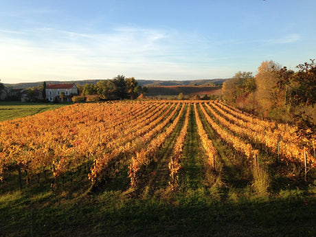 Veroniques Reise in das Anbaugebiet Cahors